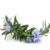 Esencijalno ulje ruzmarina