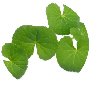 centella cellule 300