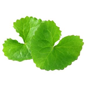 centella extrait 300