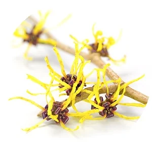 hamamelis 300