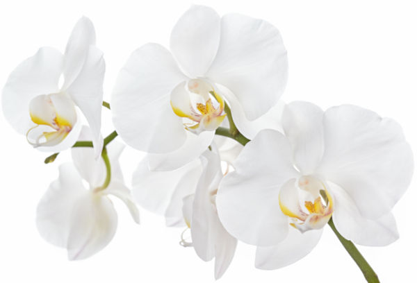 shutterstock 582442009 72dpi 2