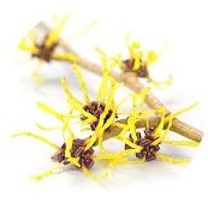 Hamamelis